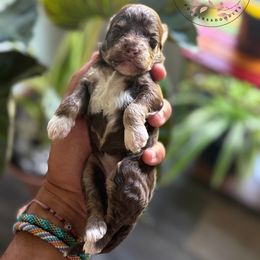 Rainbow - Merle female Cockapoo puppy in Indiahoma, Oklahoma from Diva's  Poodle and Doodles