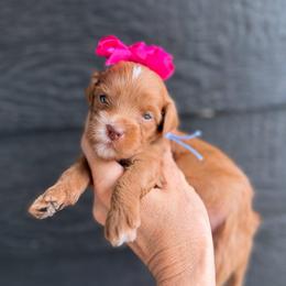 Sprite - Red  female Goldendoodle puppy in Macon County, North Carolina from Mountain Doodles
