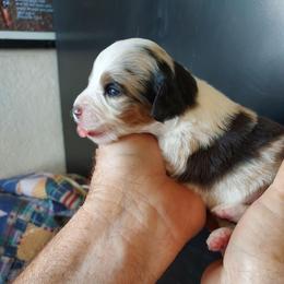 Diamond Doll - Blue merle female Miniature Australian Shepherd puppy in Mc Arthur, California from Kingscastle Ranch