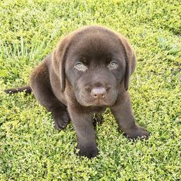 Labrador Retrievers from 3 Boz Labradors