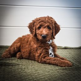 Goldendoodle Puppies from AZ Ohana Doodles