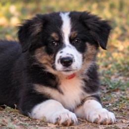 Girl 5 - Black tri-color female Australian Shepherd puppy in Keyser, West Virginia from Heartfelt Hollow Farm