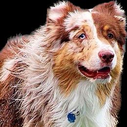 Oakley - Australian Shepherd