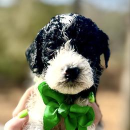 Take 5 - Parti male Goldendoodle puppy in Cross, South Carolina from DoodleDandy & Danes
