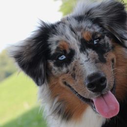Australian Shepherds from Lil’ Town Aussies