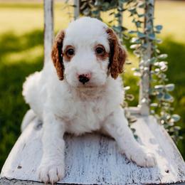 Rumor - Parti male Goldendoodle puppy in Old River Winfree, Texas from RadDoodles