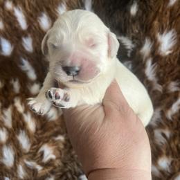 Black - Light golden male Golden Retriever puppy in Jesup, Georgia from Painted Platinum Retrievers (Painted Platinum Kennel) PPK