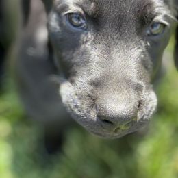 Boy 3 - Black male Labrador Retriever puppy in Mc Arthur, California from Hudson Silverado Bird Dogs