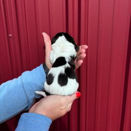 Girl 1 - Black brown and white female Basset Hound puppy in Noblesville, Indiana from Russell Bassets