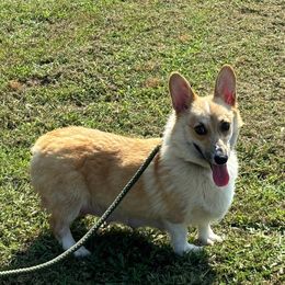 Donna - Pembroke Welsh Corgi