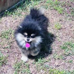 Samantha - Black and tan female Pomeranian puppy in Fayetteville, North Carolina from Tar-heel Poms