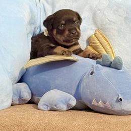 Rambo - Black and mahogany male Rottweiler puppy in Partlow, Virginia from Kayara Haus Rottweilers