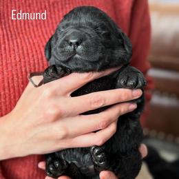 Edmund, Champion Bloodline English Lab - Black male Labrador Retriever puppy in Owosso, Michigan from Bennington Retrievers