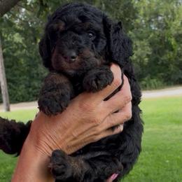 Cove - Phantom male Bernedoodle puppy in Millsap, Texas from Gaston’s Posh Poodles and Doodles