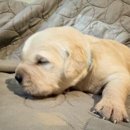 Valentine Valor - Light golden male Golden Retriever puppy in Gainesville, Florida from Heart and Soul Dog Breeding, Inc.