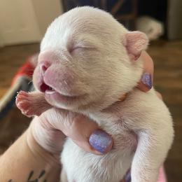 Rip - White male Bulldog puppy in Seneca, South Carolina from Burrell’s Bulldog Kingdom