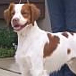 Brittanys from Whisper Ridge Kennels
