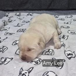 Amy Lee - Yellow female Labrador Retriever puppy in Greenwich, Ohio from Pure Gem Kennel