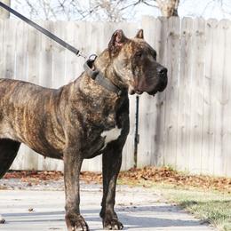 Regret - Perro de Presa Canario