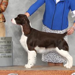 English Springer Spaniel All Grown Up from Sei