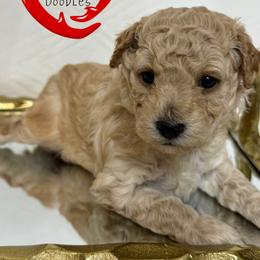 Juliet - Apricot female Goldendoodle puppy in Yerington, Nevada from GoldenHearted Doodles