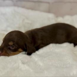 DJ - Chocolate and tan male Dachshund puppy in Colbert, Oklahoma from Brooke Crenshaw