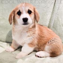 Juliet - Red female Pembroke Welsh Corgi puppy in Kiowa, Colorado from Cool Water Corgis LLC