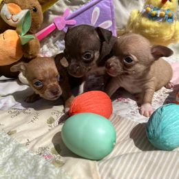Chihuahua Puppies from CMW Interstellar Kennel