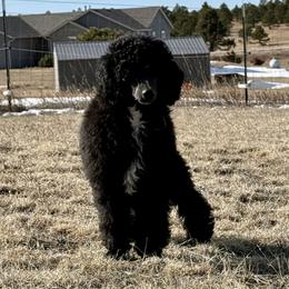 Lark - Black male Poodle puppy in Peyton, Colorado from Fuzzybottoms Ranch LLC