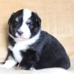 Australian Shepherds and Poodles from Rosebud Kennels