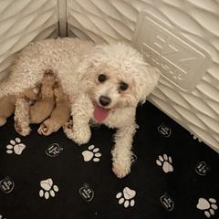 Cavachon puppies from Lindy’s Cavachons