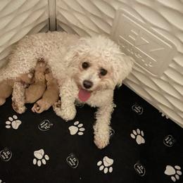 Cavachon puppies from Lindy’s Cavachons