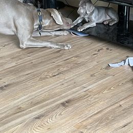 Weimaraner Puppies from Rowan’s Weimaraners