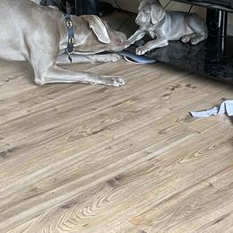 Weimaraner Puppies from Rowan’s Weimaraners