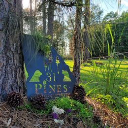 English Springer Spaniel Puppies from 31 Pines Springers & Retrievers