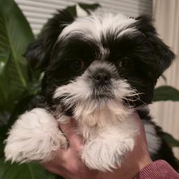 Polo - Black and white male Shih Tzu puppy in Providence, Rhode Island from All4Paws