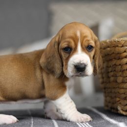 Muffin - Tan and white female Basset Hound puppy in Idaho from Welcome Home Bassets