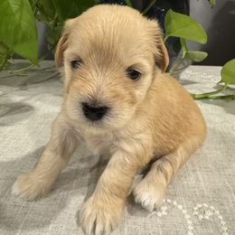 Miniature Schnauzer Puppies from Walker Miniature Schnauzers