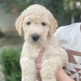 Labradoodles from Hamilton Labradoodles