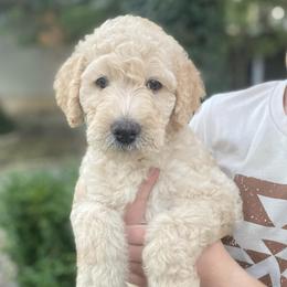Labradoodles from Hamilton Labradoodles