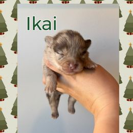 Ikaikoa - Cream male Companion Cross puppy in Willow Spring, North Carolina from GTBBF Pomeranians