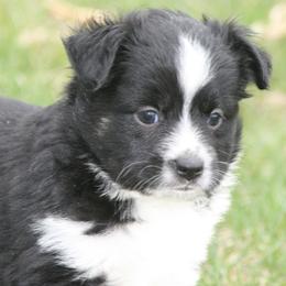 Navy - Black tri female Miniature Australian Shepherd puppy in Fairview, South Dakota from Dakota Toy Aussies