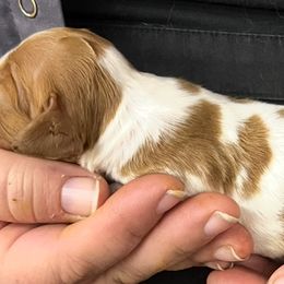 Daisy boy 6 - Orange and white male Brittany puppy in Floyd Knobs, Indiana from Cross Creek Brittanys