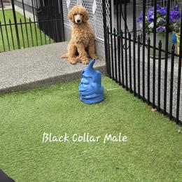 Black Collar - Apricot male Poodle puppy in Orting, Washington from Coplar Creek Standard Poodles