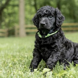 Poodle Puppies from Perigueux Poodles