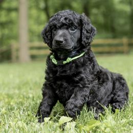 Poodle Puppies from Perigueux Poodles