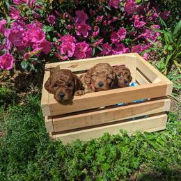 Cavapoo puppies from GeorgiaCavapoos