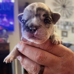 Wendy - Blue tri-color female Bulldog puppy in Seneca, South Carolina from Burrell’s Bulldog Kingdom