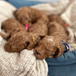 Poodle puppies from Bruno & Co. Puppies