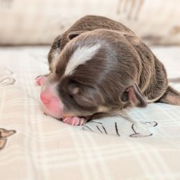 Baxter - Chocolate blue male Chihuahua puppy in Amity, Pennsylvania from Baxters Chihuahuas